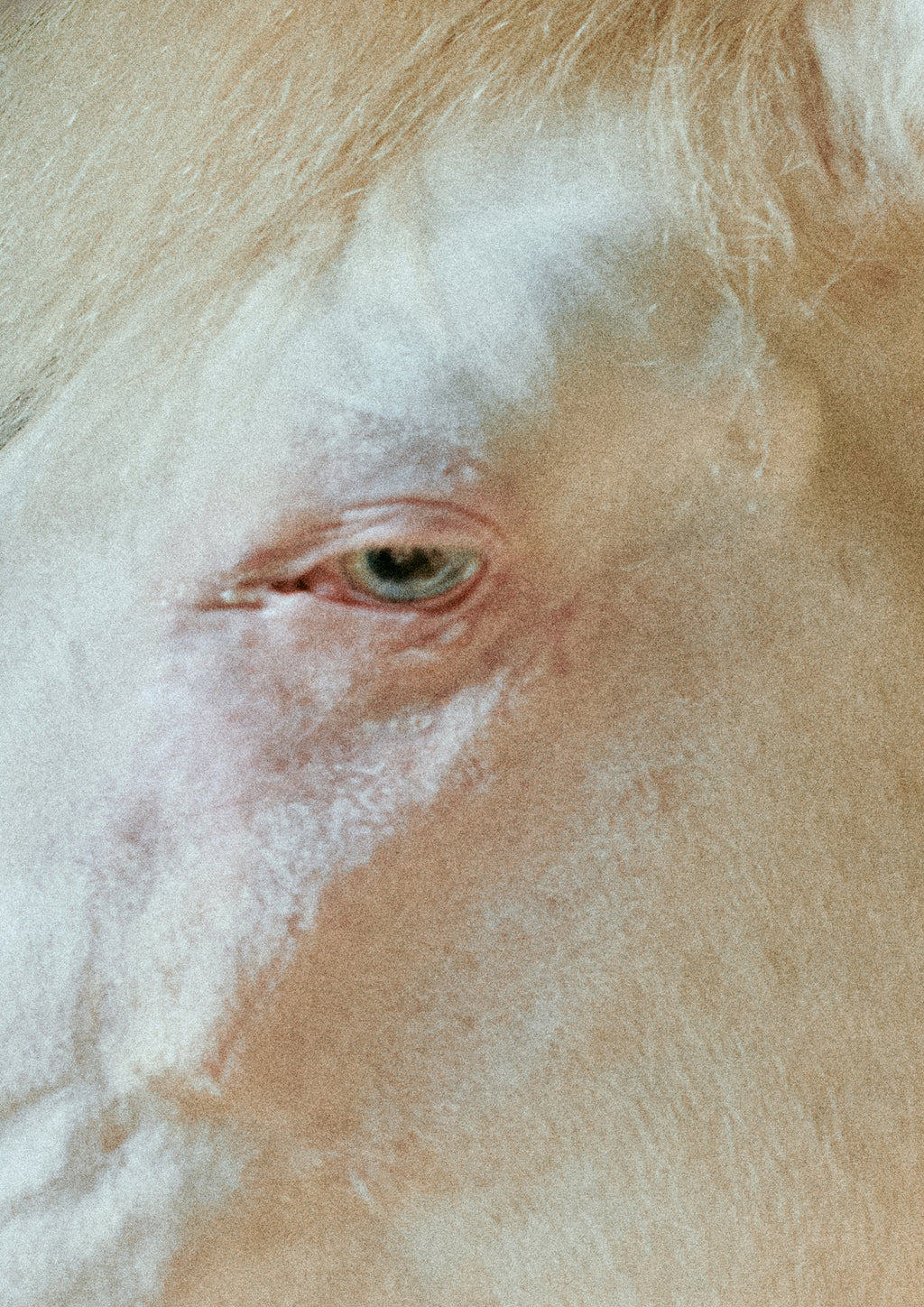 Print "Eye pt II" Size: 160 x 112 cm  (limited edition - mounted and framed)