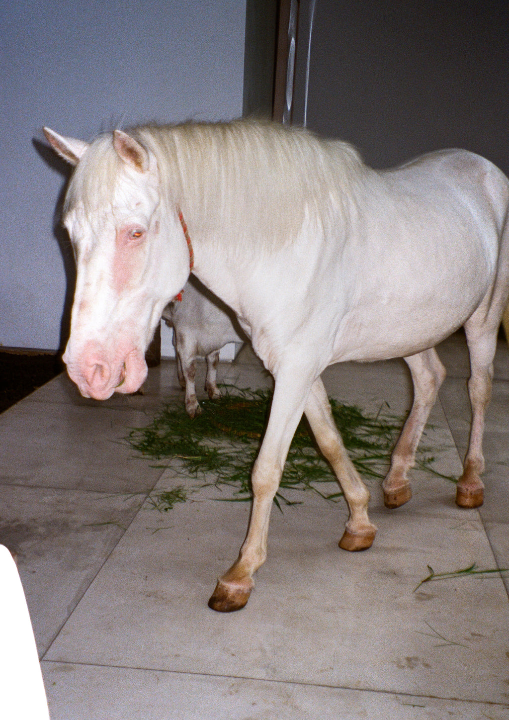 Print "Horse dream sequence" Size: Din A4 (unframed or mounted with frame options)