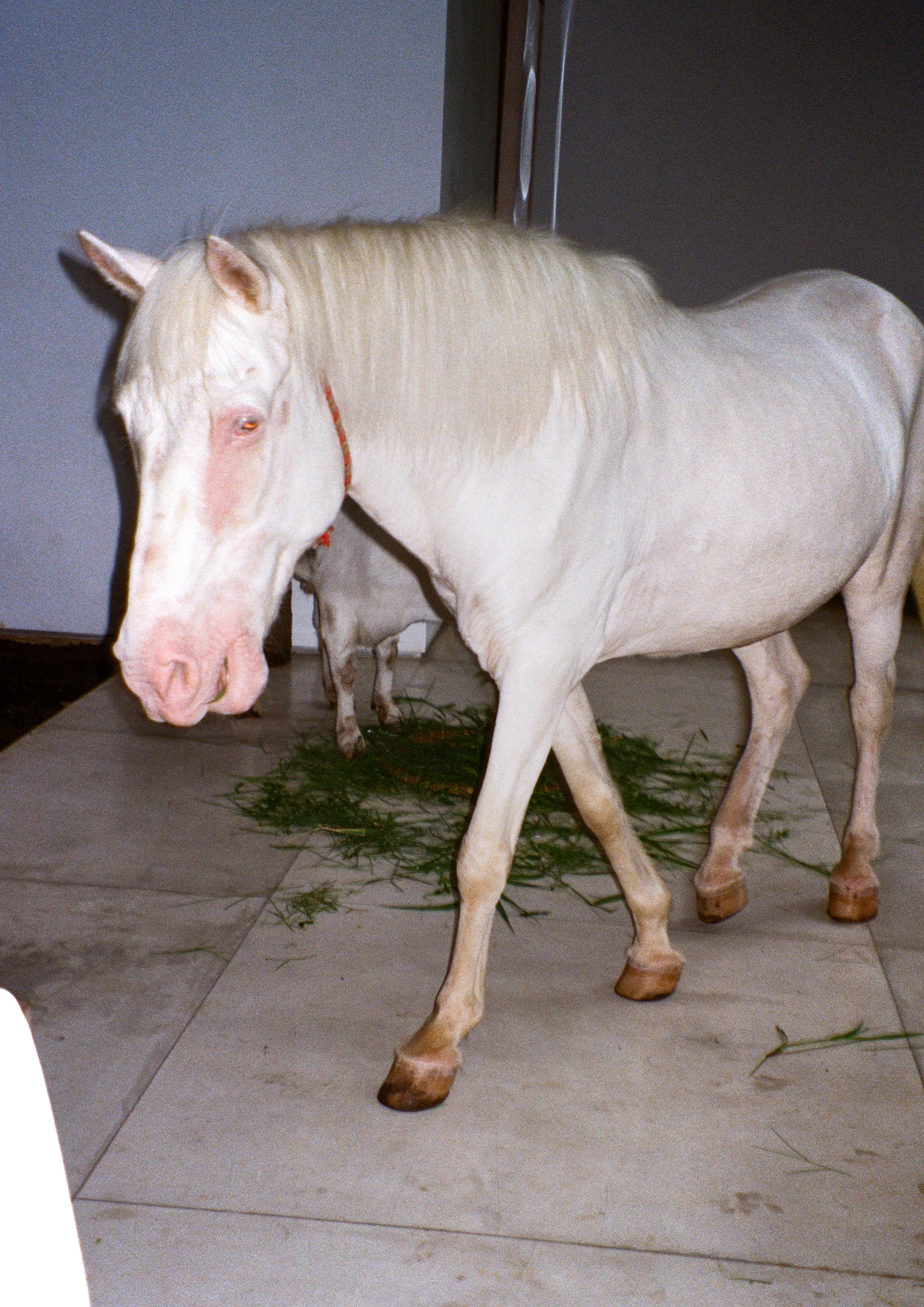 Print "Horse dream sequence" Size: Din A4 (unframed or mounted with frame options)