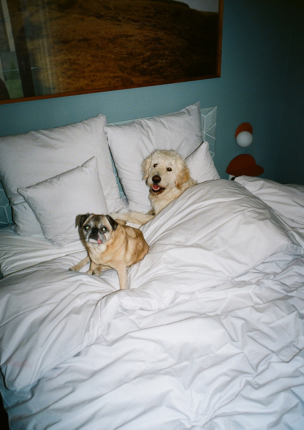 Print "Sleepover" Size: 70 x 100 cm (unframed or mounted with frame options)