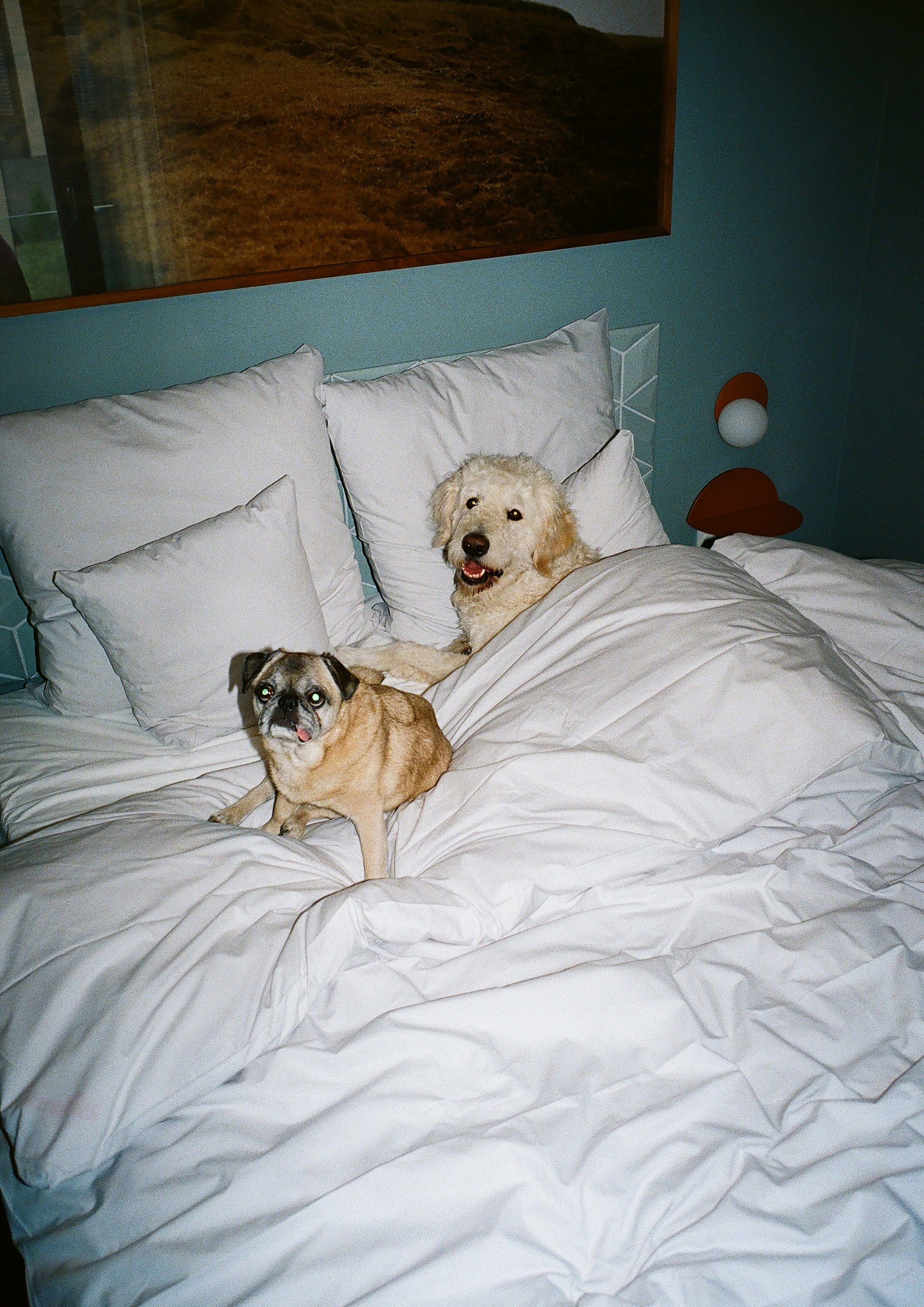 Print "Sleepover" Size: 30 x 40 cm (unframed or mounted with frame options)