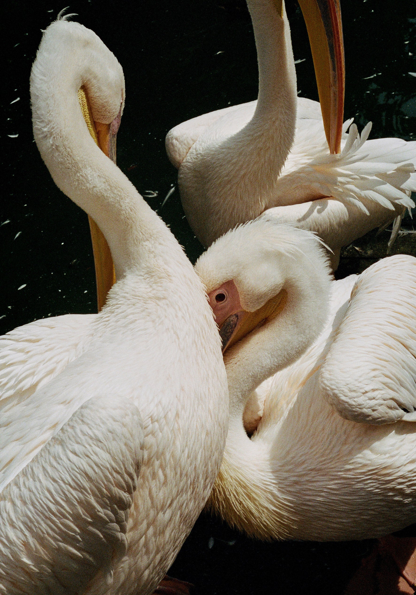 Print "The birds" Size: 35 x 50 cm or 70 x 100 cm